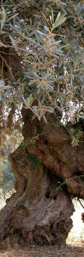 One-century-old olive tree